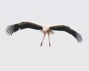 White Stork_ANL_6891
